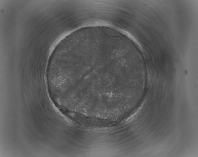 X0000078280943200612011741