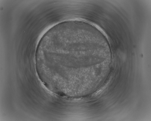 X0000078280951200612011741