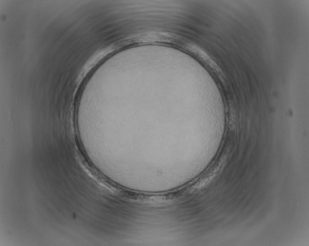 X0000078280986200612011740