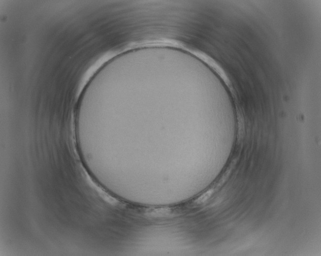 X0000078281006200612011739