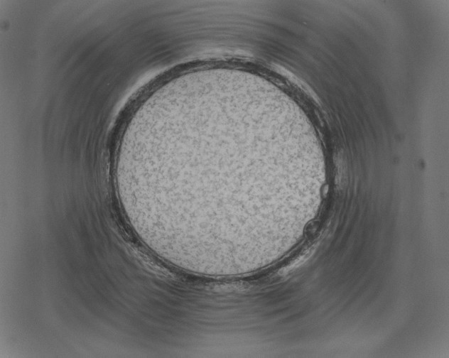 X0000078281021200612011739