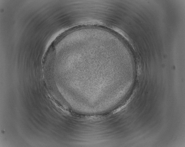 X0000078281022200612011739