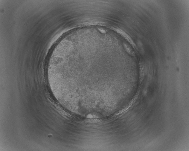 X0000078281023200612011739