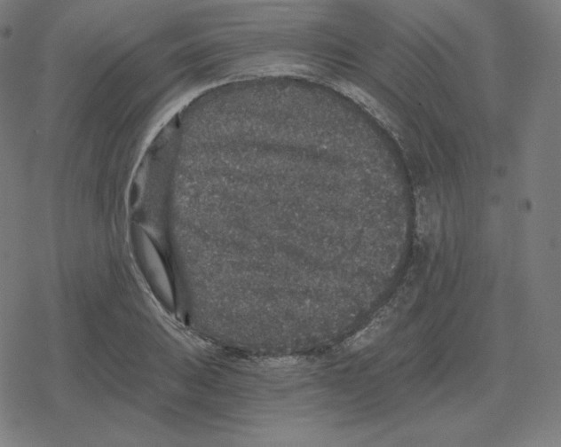 X0000078281031200612011739