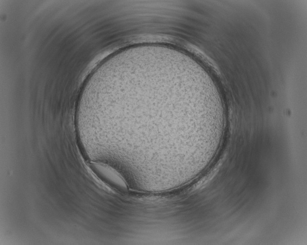 X0000078281033200612011739