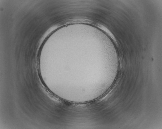 X0000078281043200612011739