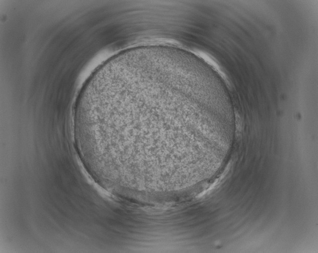 X0000078281046200612011739