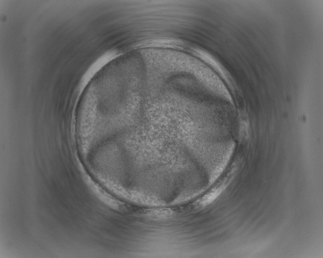 X0000078281050200612011739