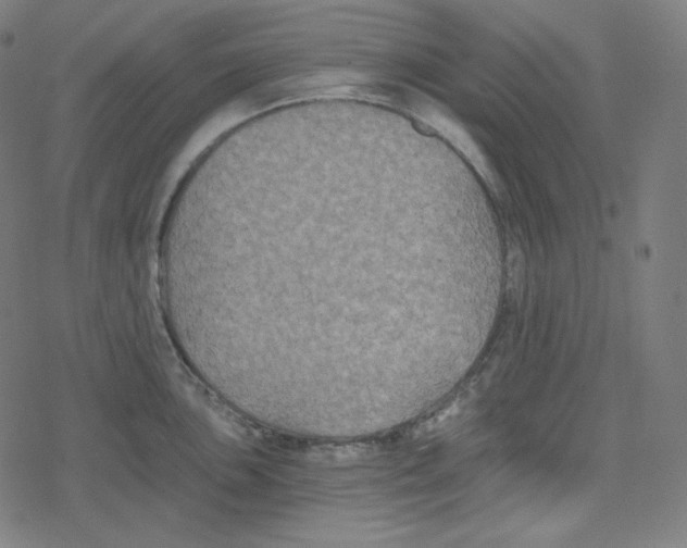 X0000078281051200612011739