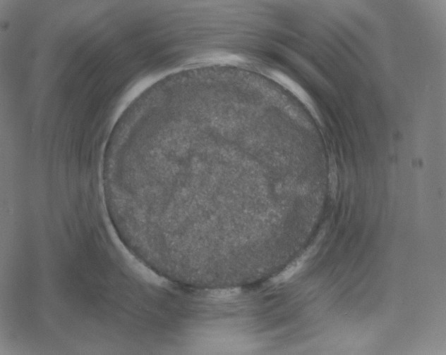 X0000078281055200612011739