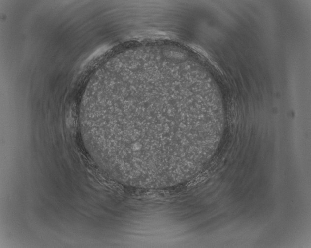 X0000078281063200612011738