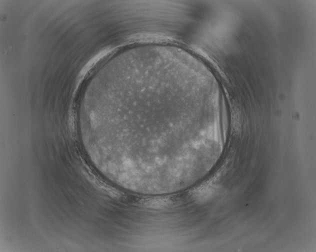 X0000078281074200612011738