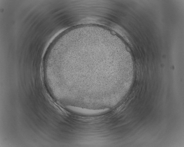 X0000078281076200612011738