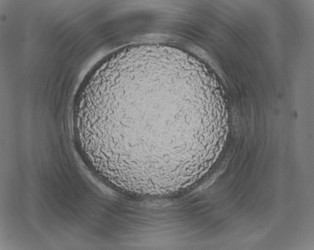 X0000078281083200612011738