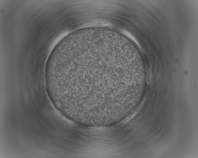 X0000078281087200612011738