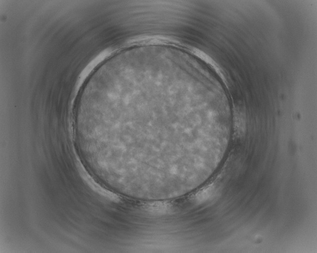 X0000078281090200612011738