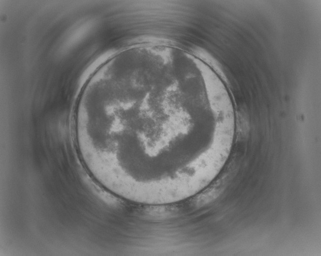 X0000078281098200612011738