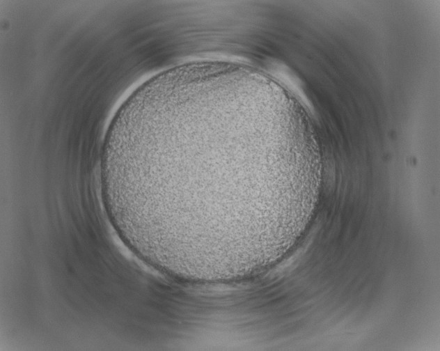 X0000078281100200612011738