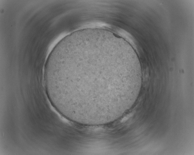 X0000078281103200612011738