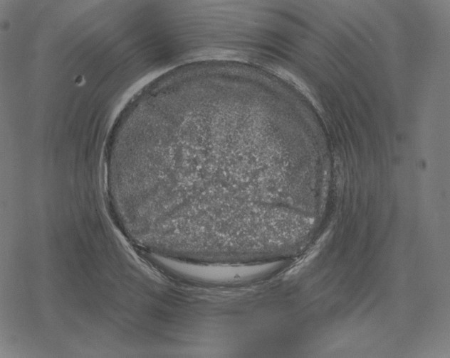 X0000078281125200612011737