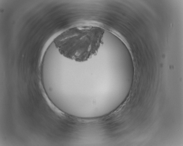 X0000078281152200612011738