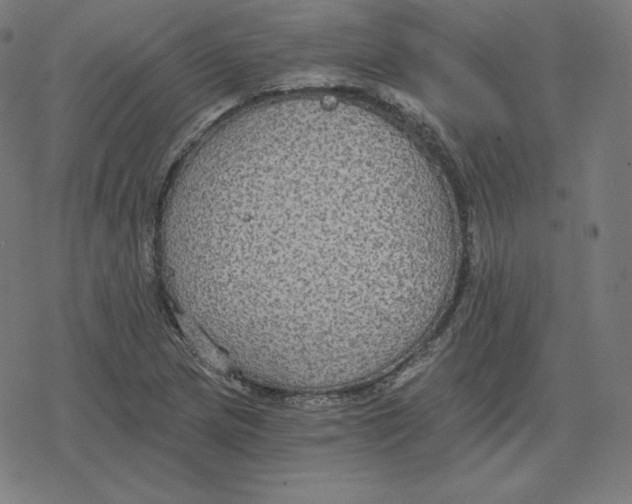 X0000078281217200612011736