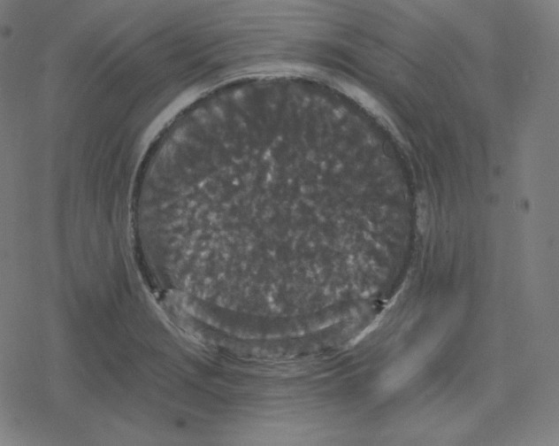 X0000078281229200612011736