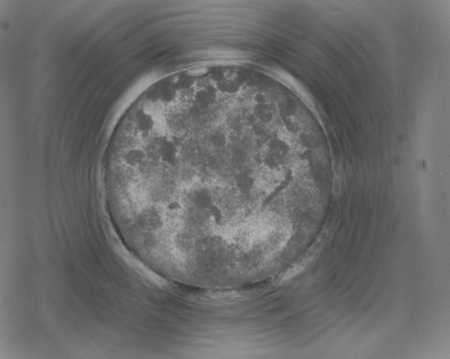 X0000078281243200612011736