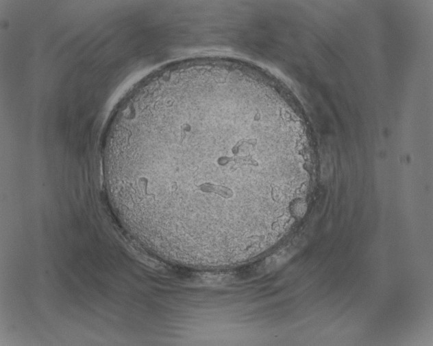 X0000078281271200612011735