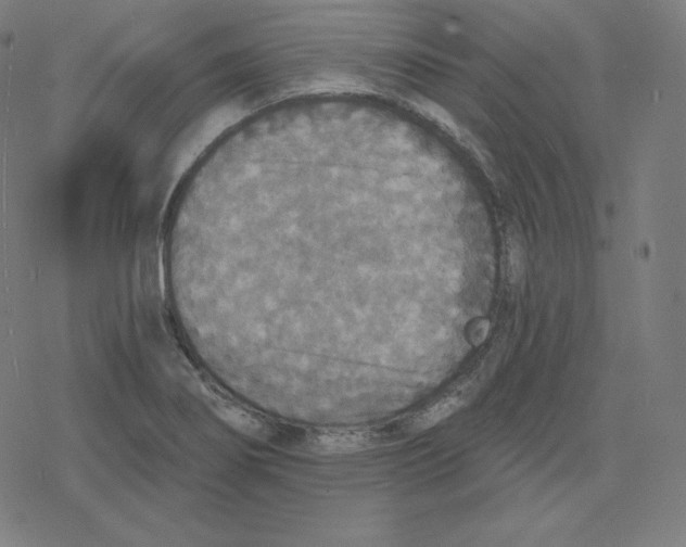 X0000078281274200612011735