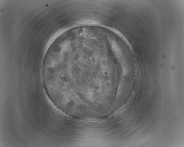 X0000078281295200612011735