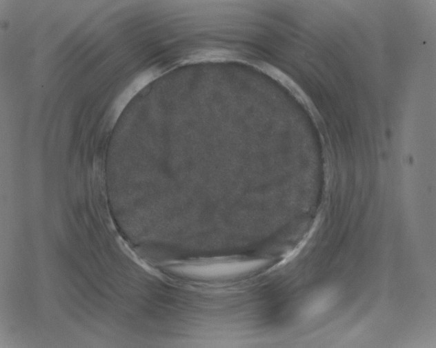 X0000078281337200612011735