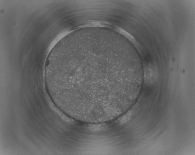 X0000078281378200612011733