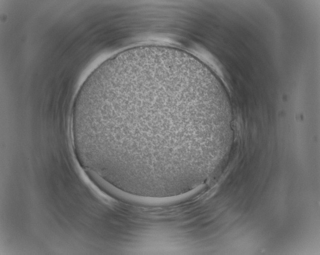 X0000078281391200612011733