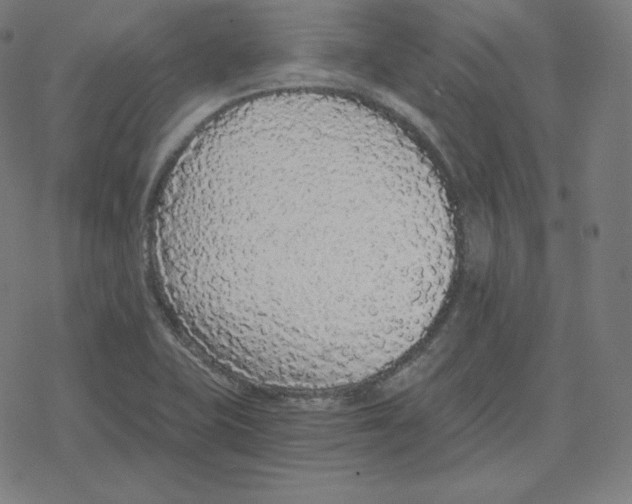 X0000078281415200612011733