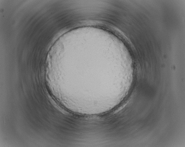 X0000078281417200612011733