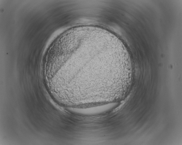 X0000078281421200612011733