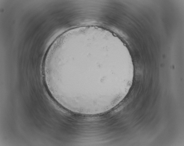 X0000078281423200612011733