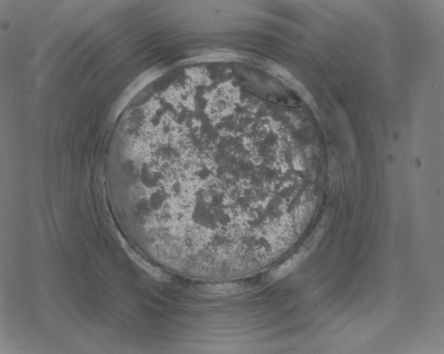 X0000078281425200612011733