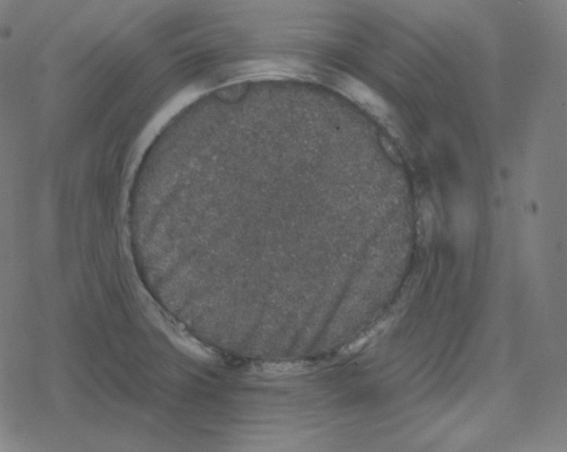 X0000078281427200612011733