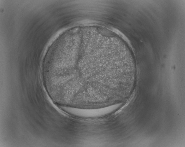 X0000078281429200612011733