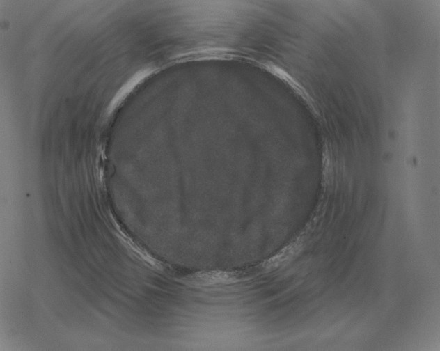 X0000078281450200612011732