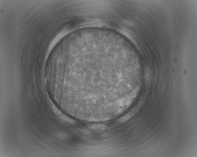 X0000078281466200612011732