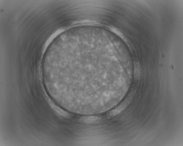 X0000078281474200612011732