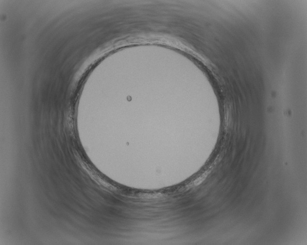 X0000078281498200612011731