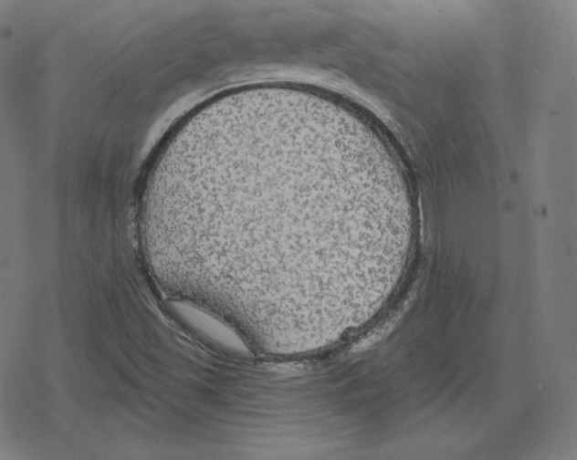 X0000078281501200612011731