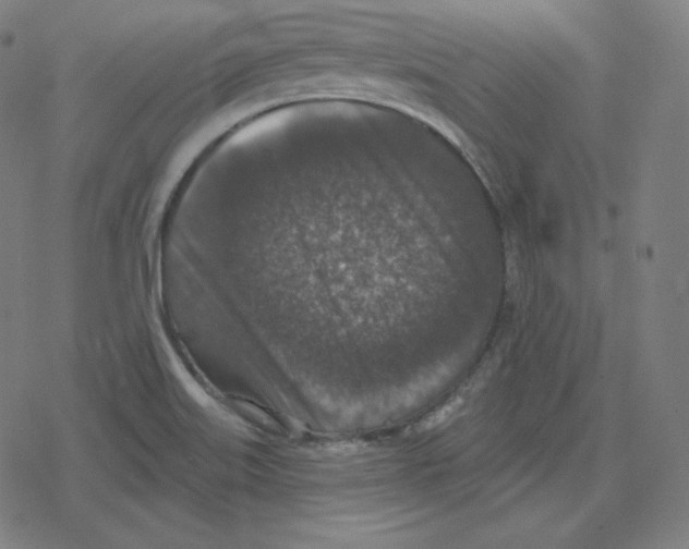 X0000078281515200612011731