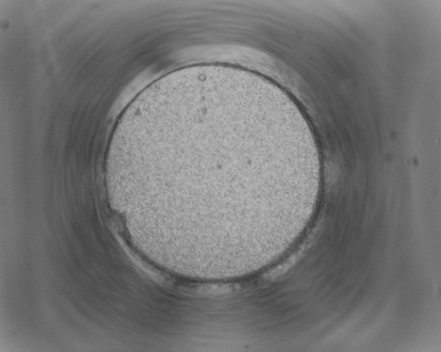 X0000078281521200612011731