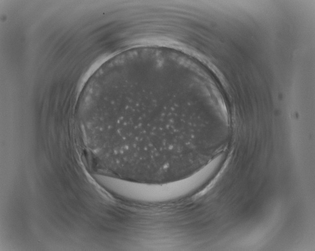 X0000078281529200612011731