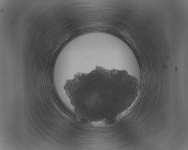 X0000078290171200611031001